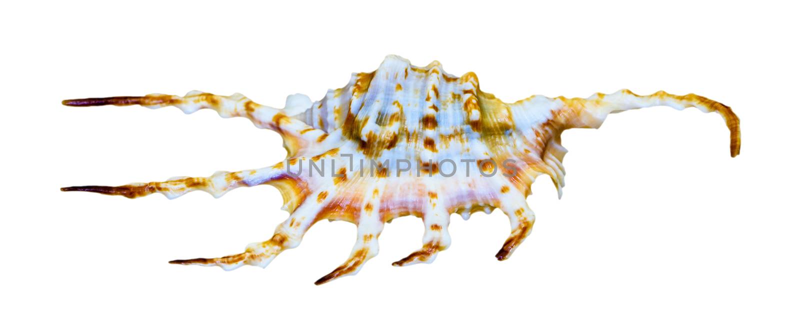 Shell of Lambis Scorpius or Scorpion Spider Conch is a species of sea snail, marine gastropod mollusk in the family Strombidae isolated on white background with clipping paths
