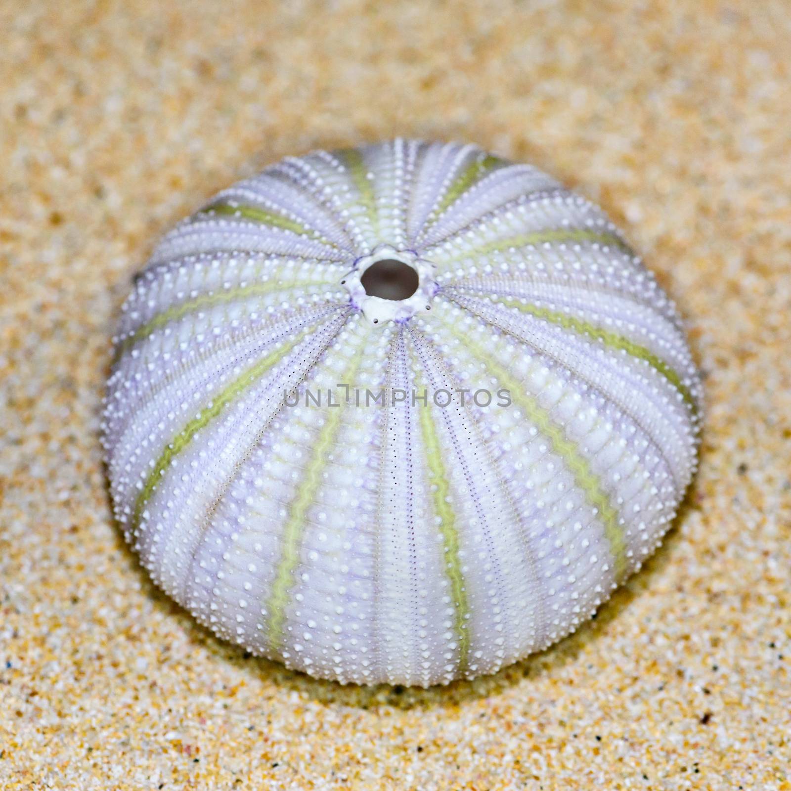 Colorful shell of Sea Urchin or Urchin is round and spiny with white and green on sand