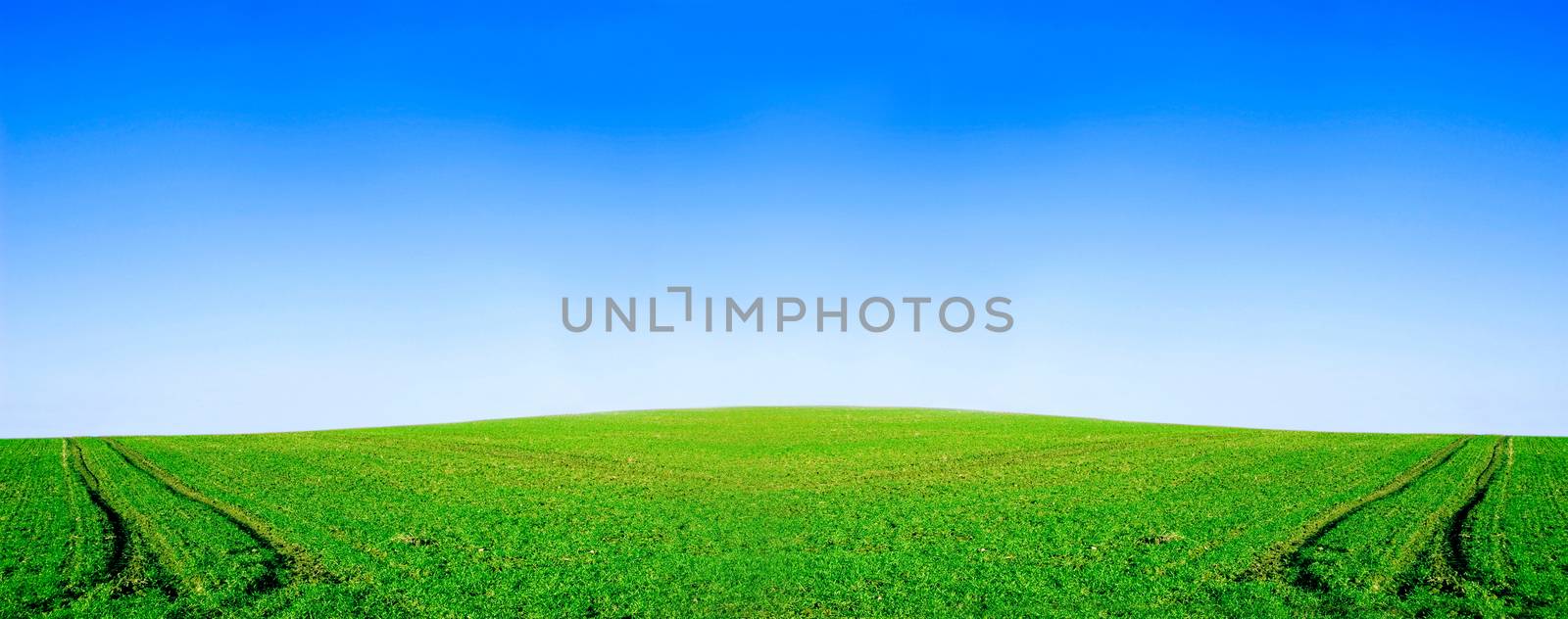 Green field and blue sky conceptual image. Panorama of green field and sky in summer.