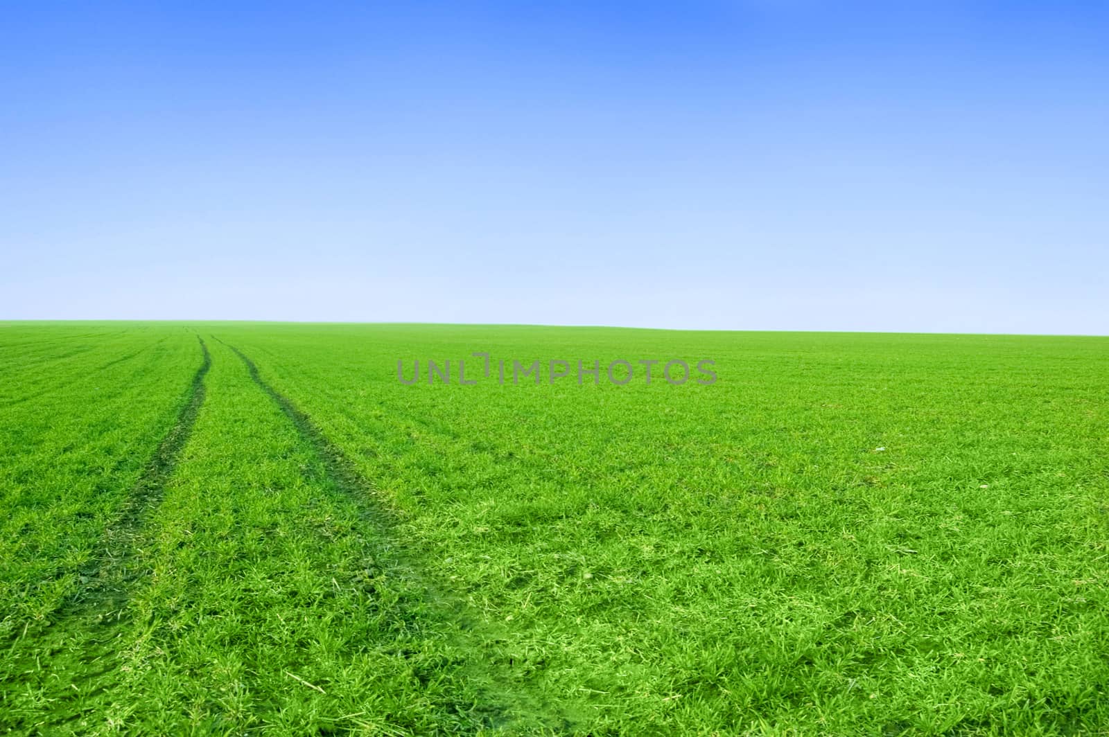 Green field and blue sky conceptual image. Picture of green field and sky in summer.