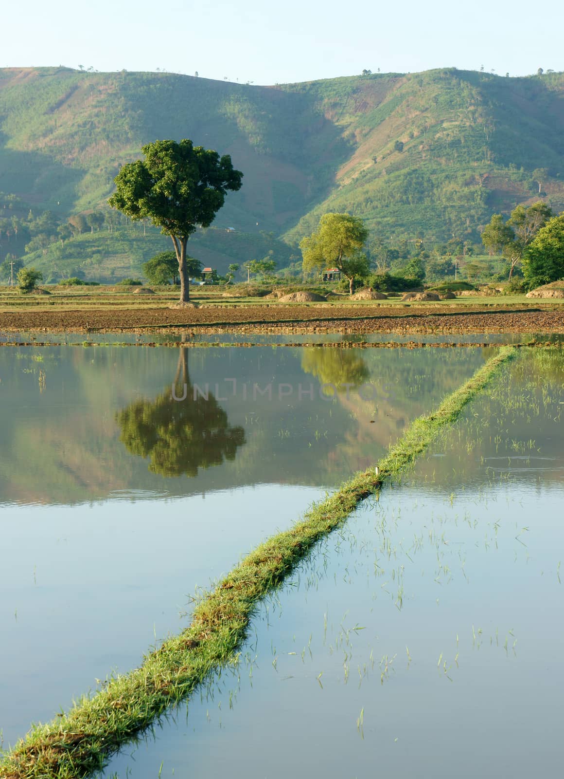 Agriculture field after harvest season, beautiful landcape of nature, flooded farm, tree reflect on water, chain of mountain behind, green countryside of Daklak, Viet Nam