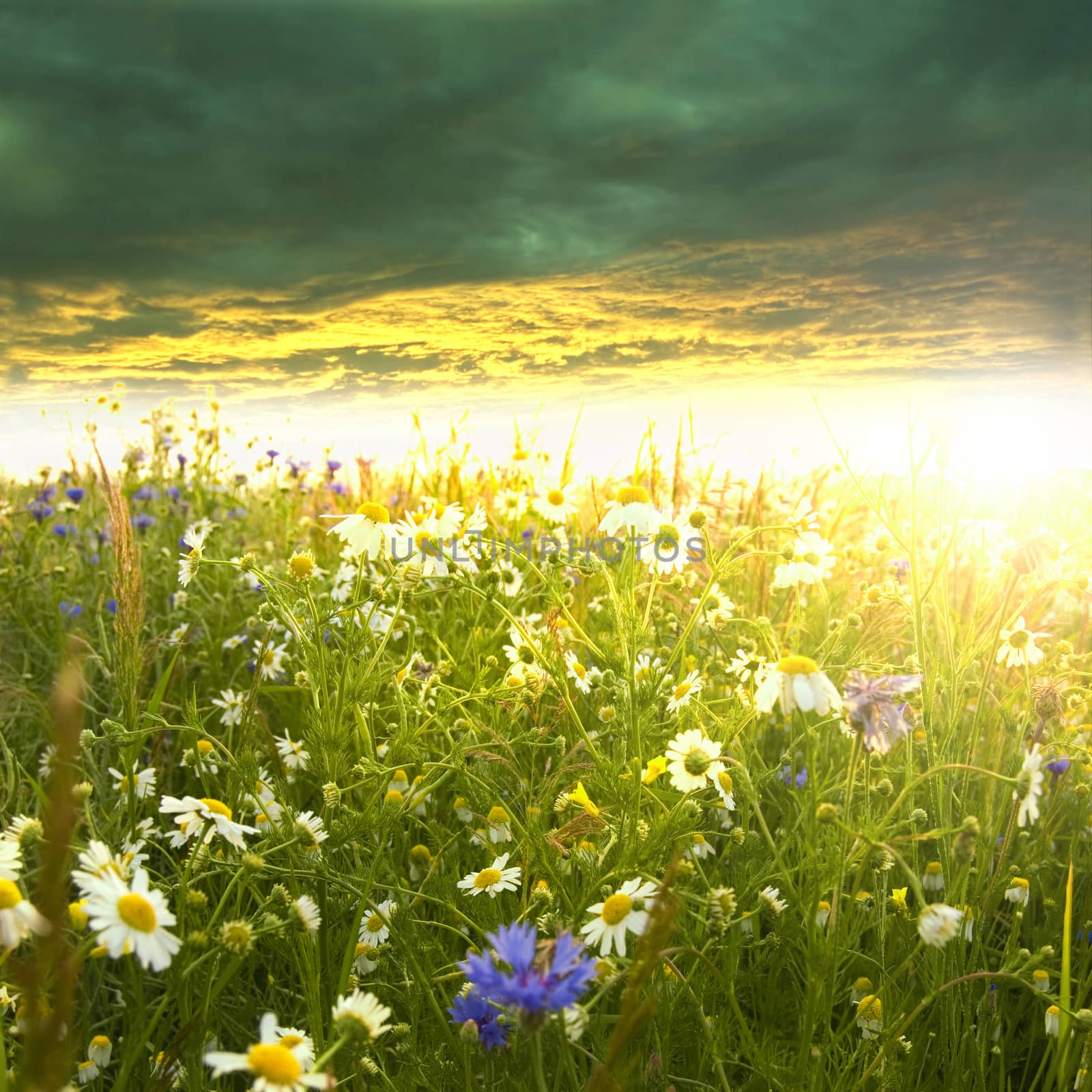 Beautiful spring landscape. Green meadow full of flowers at summer sunrise.