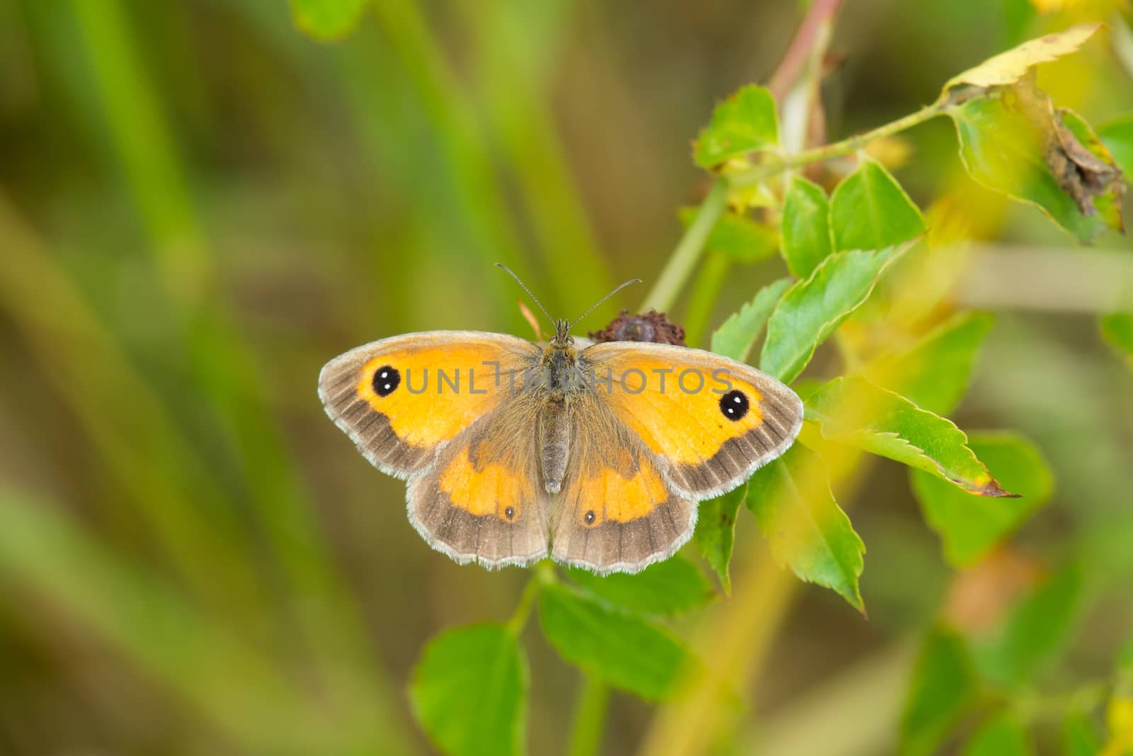 gatekeeper butterfly at rest on a leaf, Pyronia Tithonus