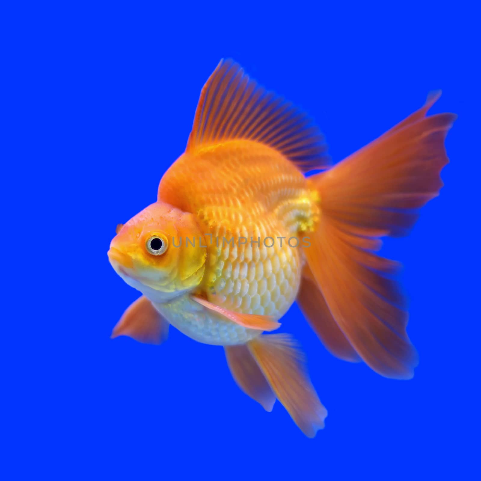 beautiful goldfish in the aquarium      