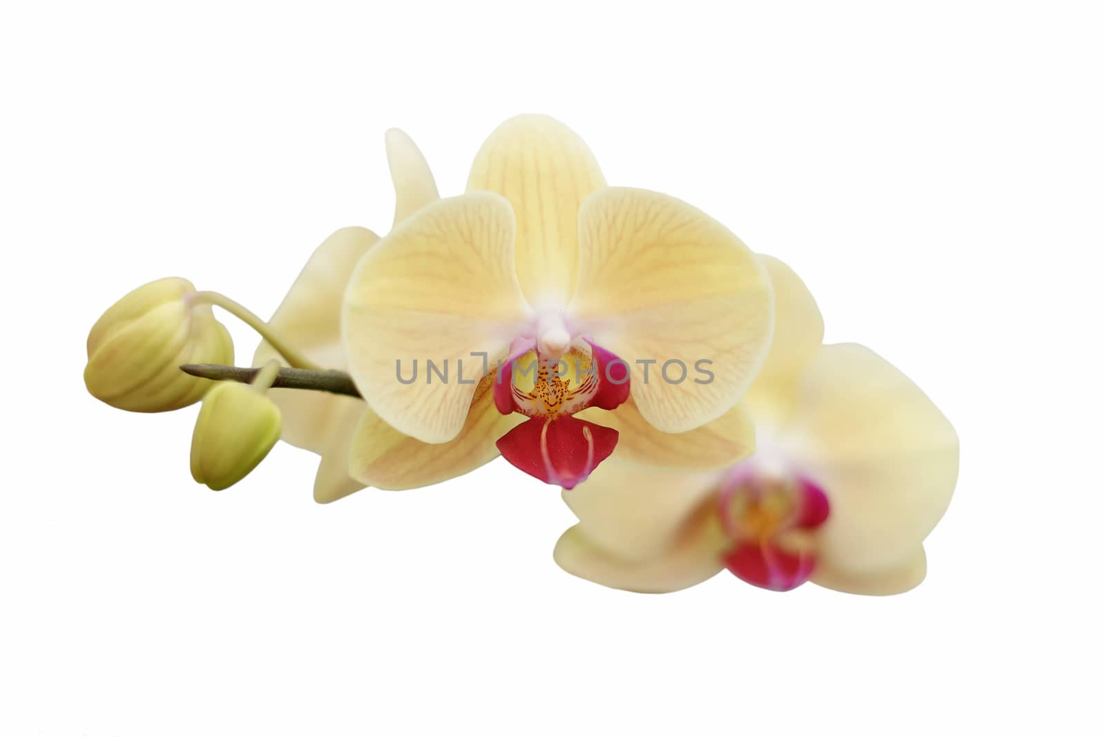 beautiful orchid flower isolated on white background  