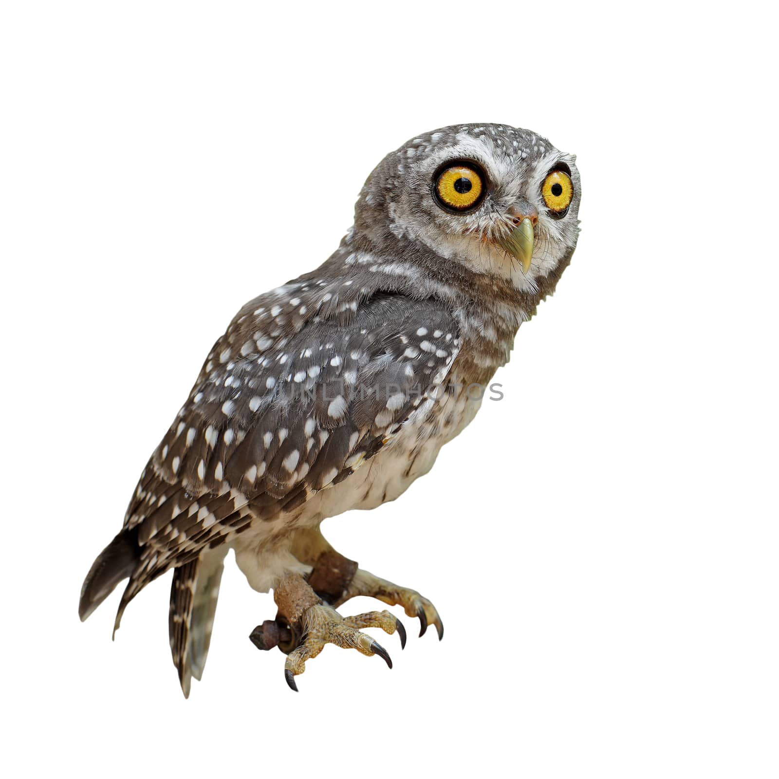 spotted owlet or athene brama bird  by leisuretime70