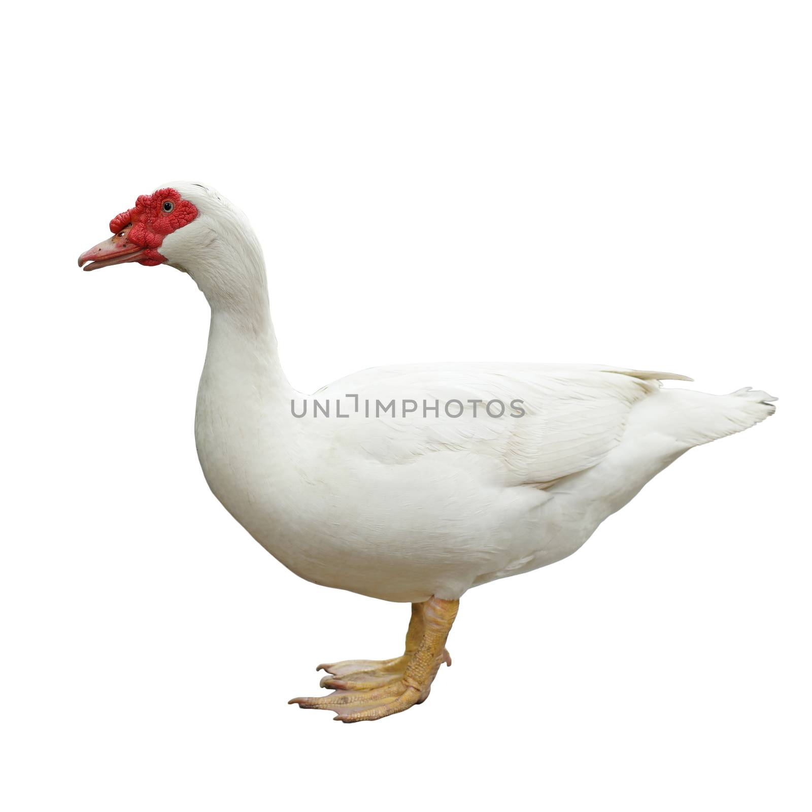 white muscovy duck isolated on white background