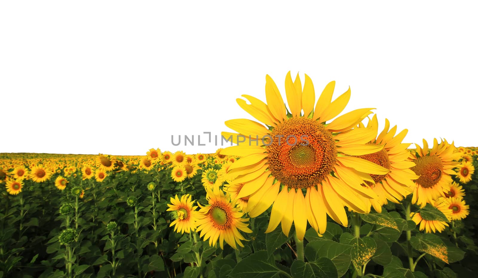 beautiful sunflower in the field isolated on white background
