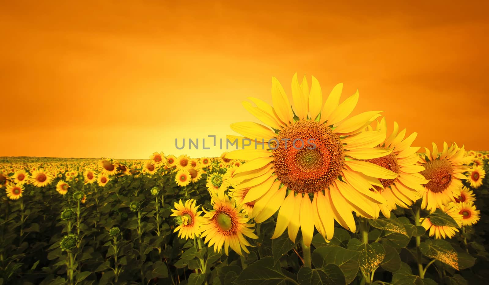 sunflower in the field with beautiful sky background