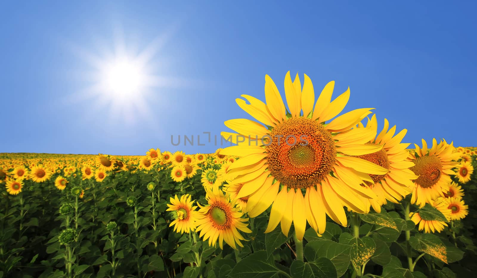 beautiful sunflower in the field with sunlight background