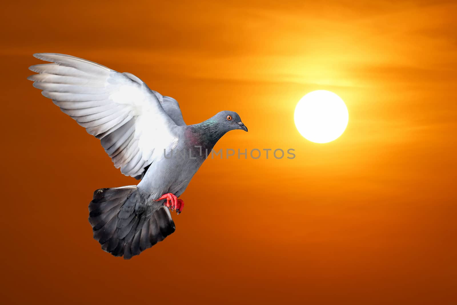 flying pigeon with beautiful sunset background
