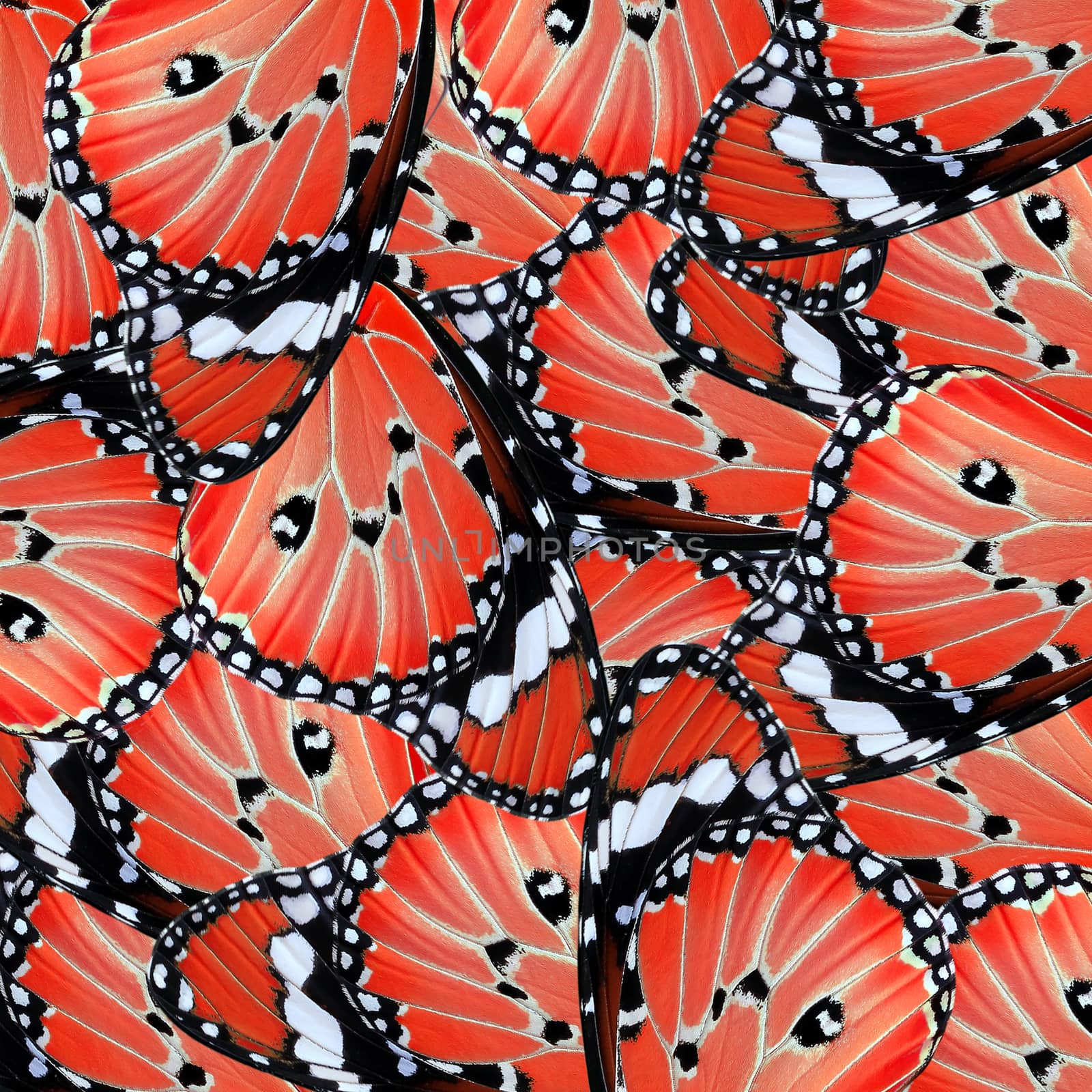exotic red of butterfly wing as nature background                                   
