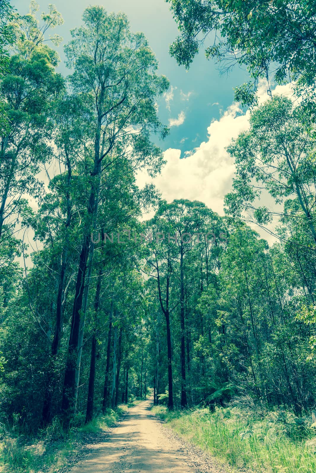 Dirt road leading through eucalyptus trees vintage style image. by brians101