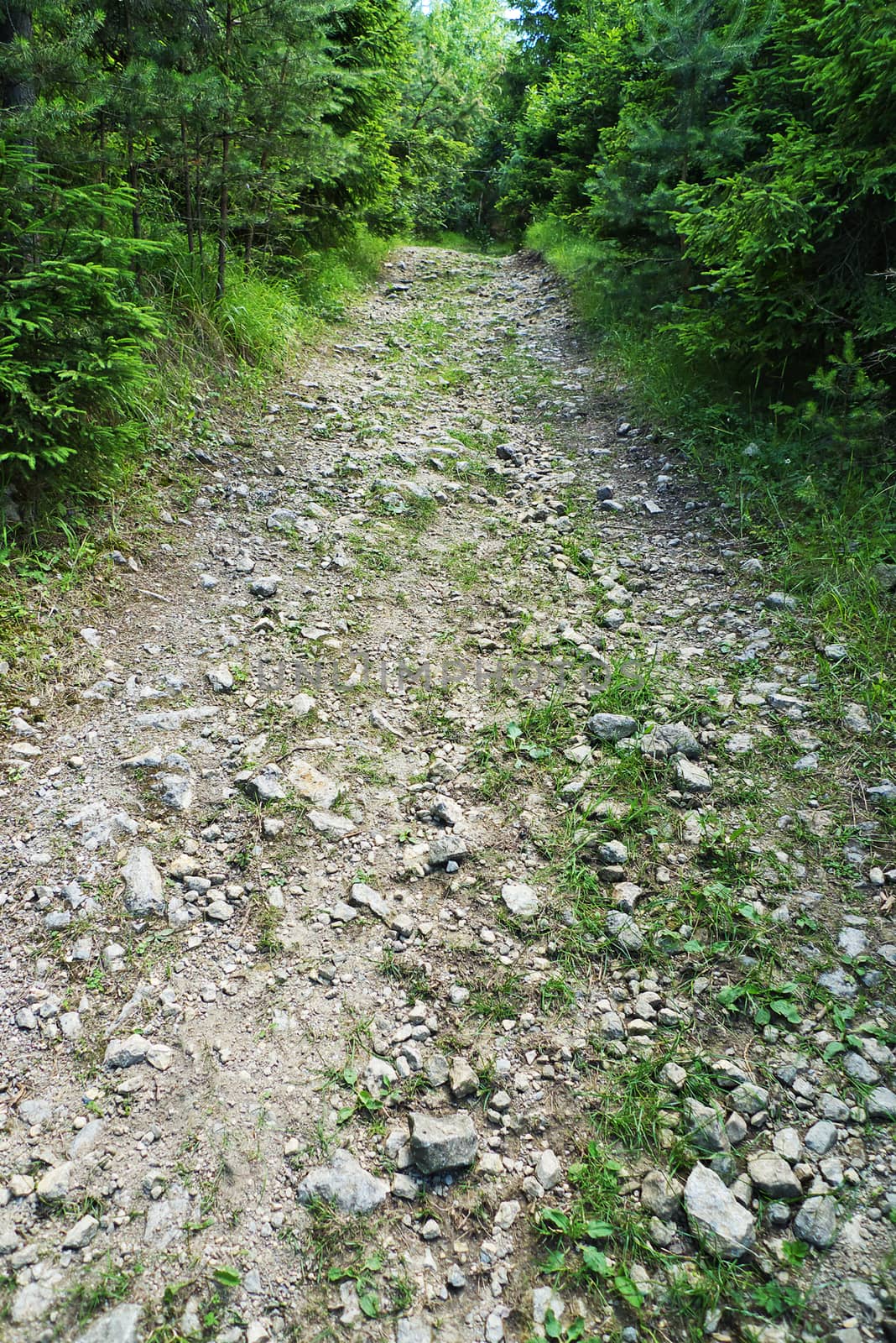 Rocky forest road