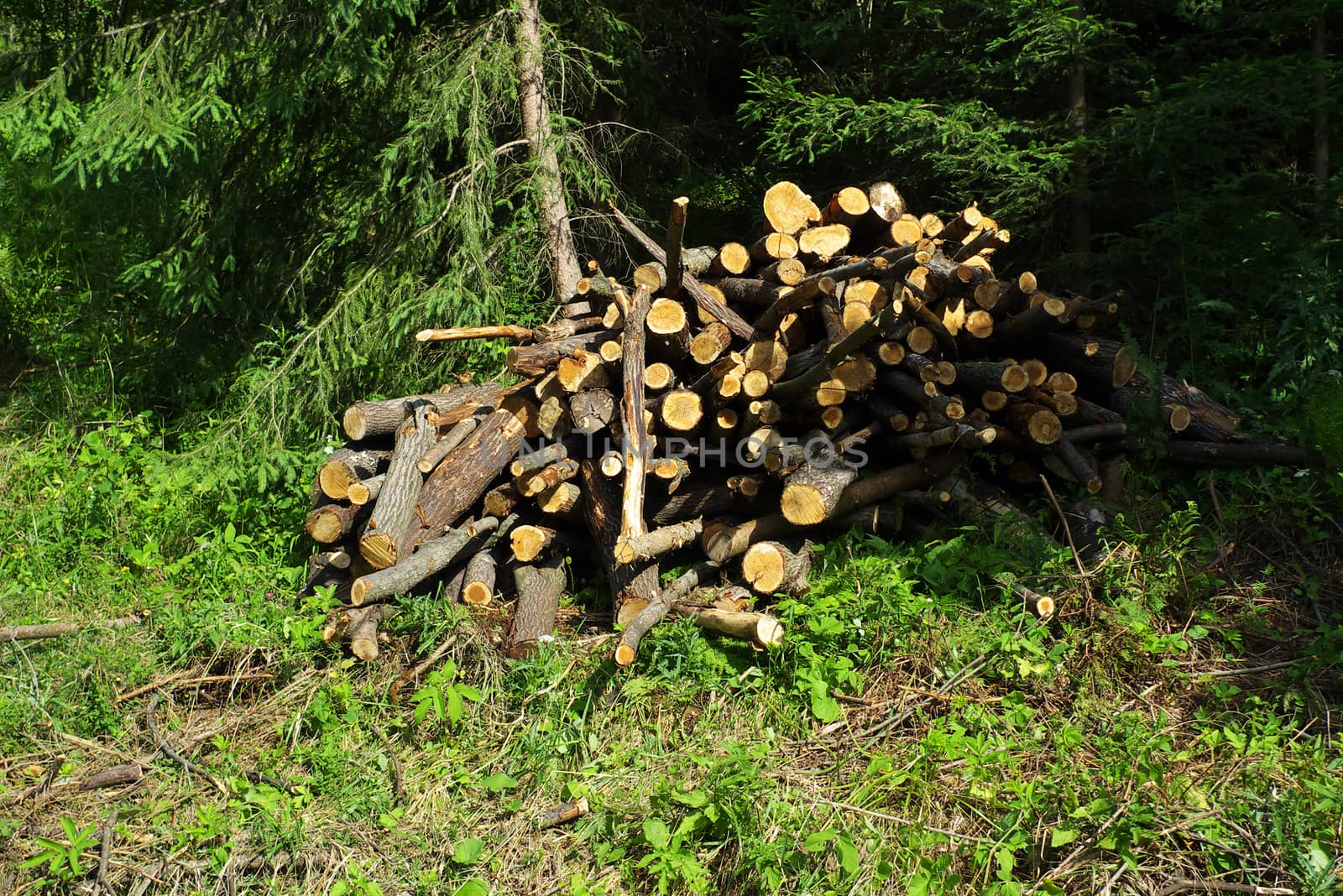 Timber Harvesting