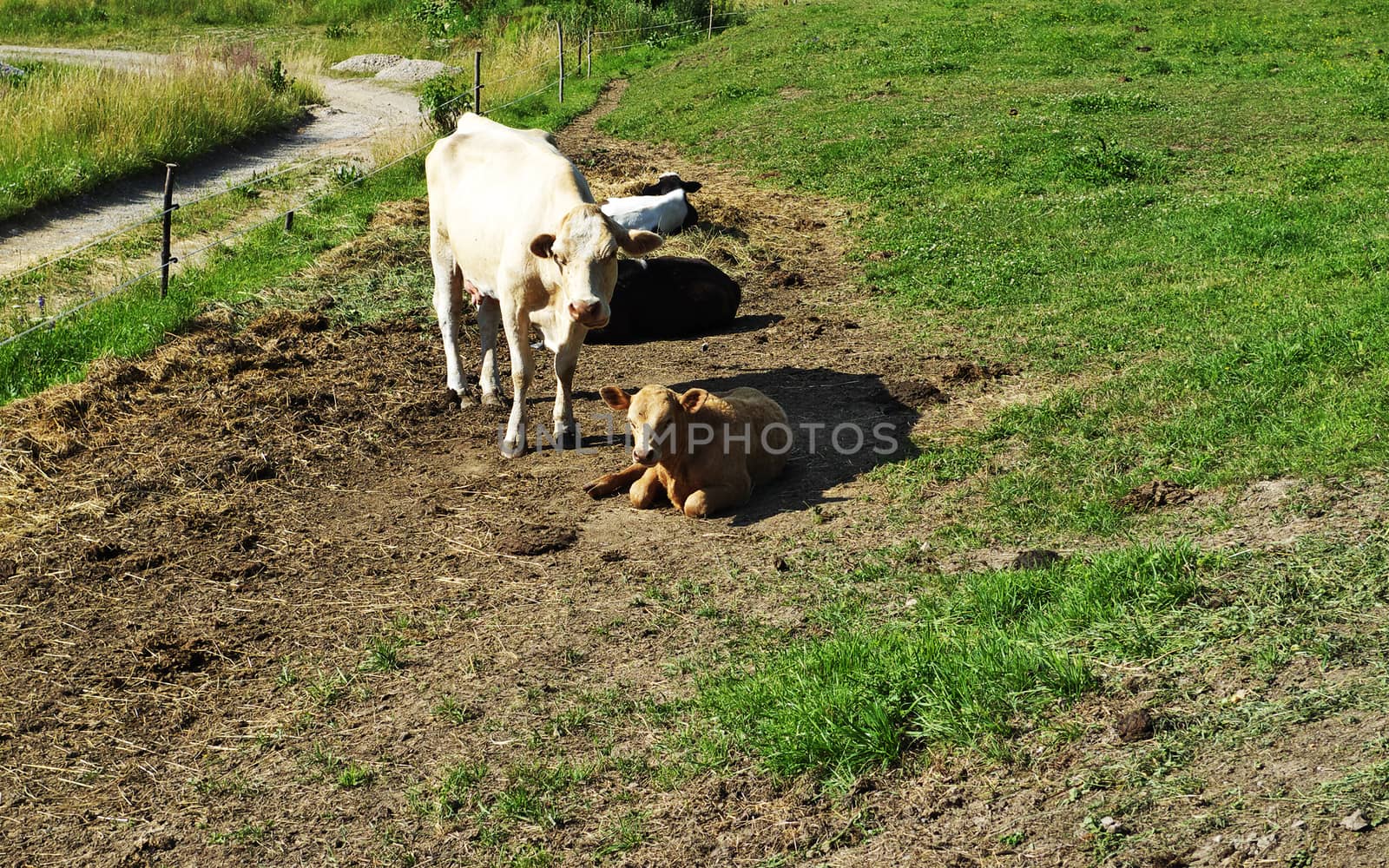 Cow and calf on field