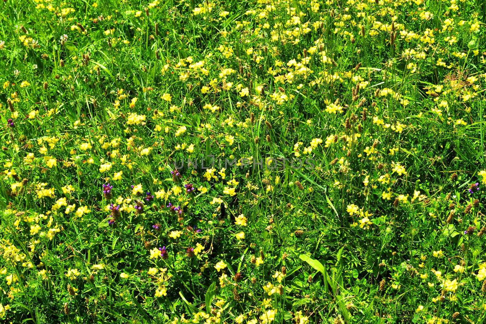 Plants and flowers on field
