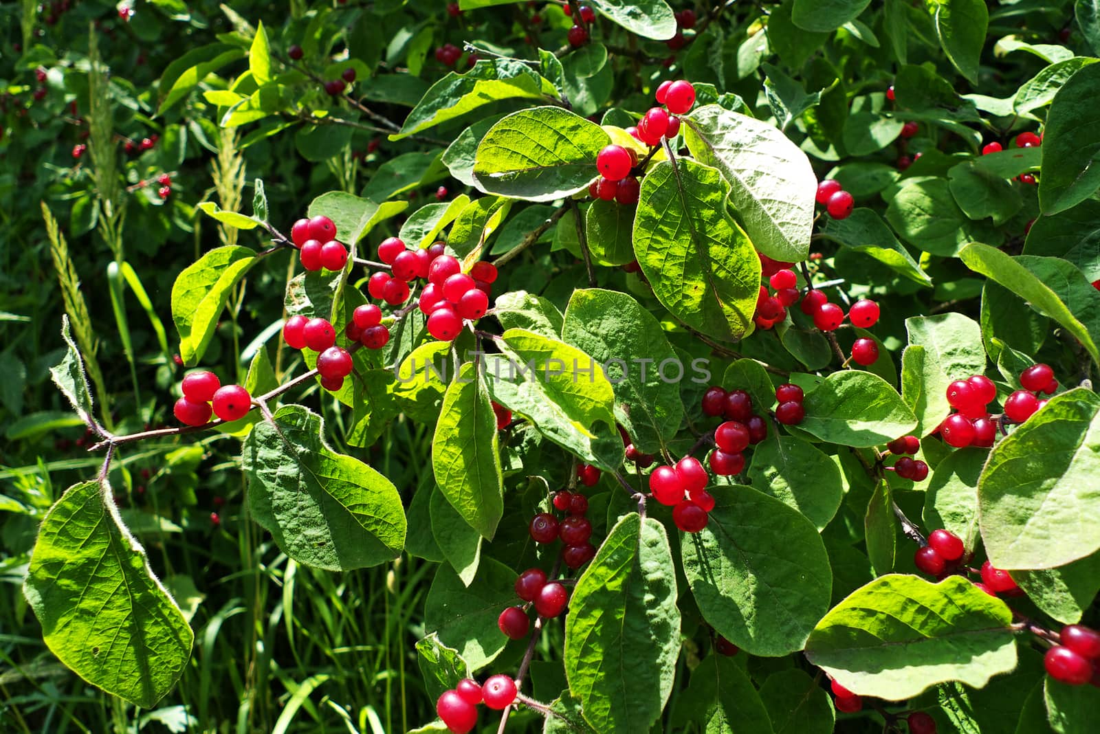 Red currents in garden