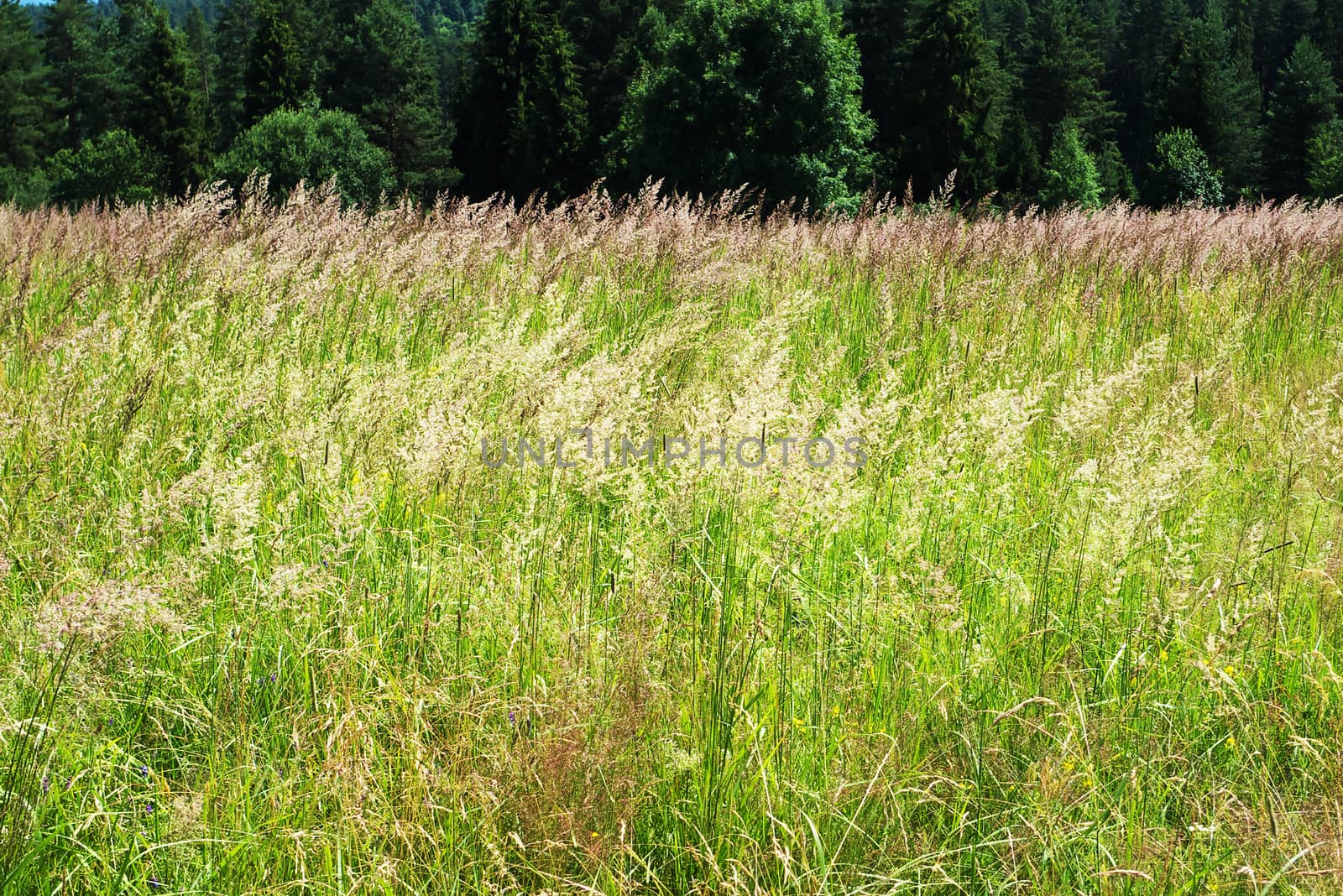 Forest with grass field