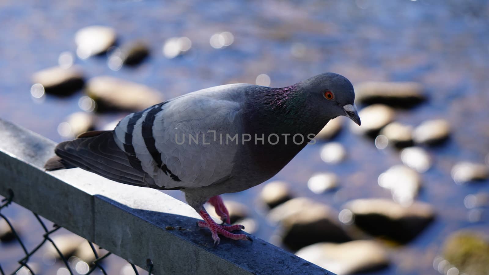 pigeon by olsen90