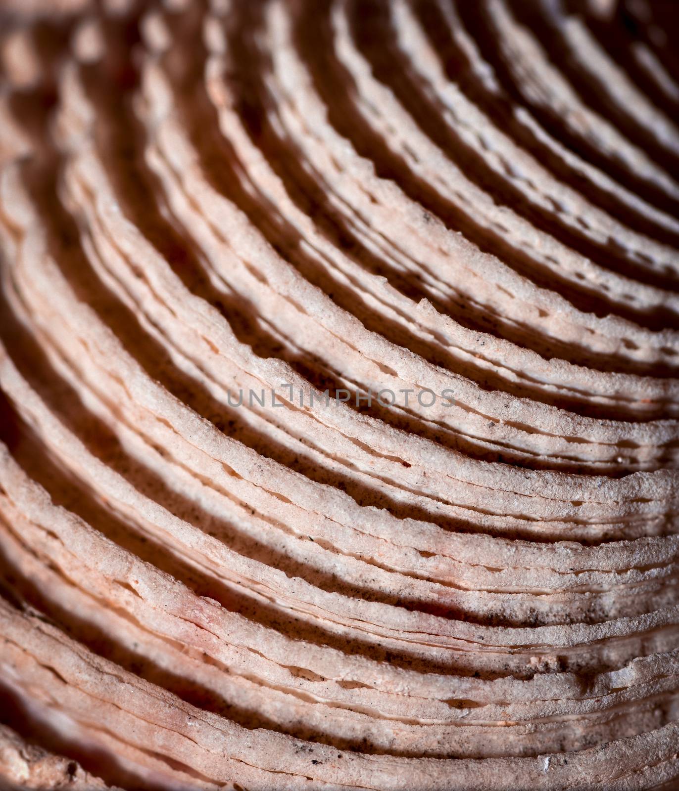 semicircular detail of sea shells by Ahojdoma