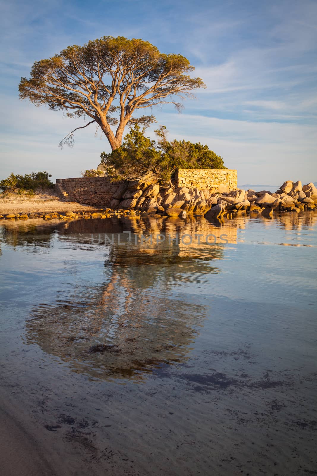 Trees and rocks at the beach of Palombaggia, the most famous beach of Corsica