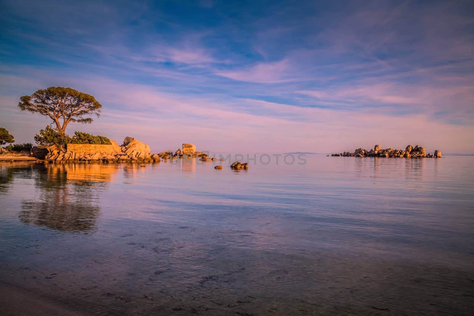 Trees and rocks at the beach of Palombaggia, the most famous beach of Corsica