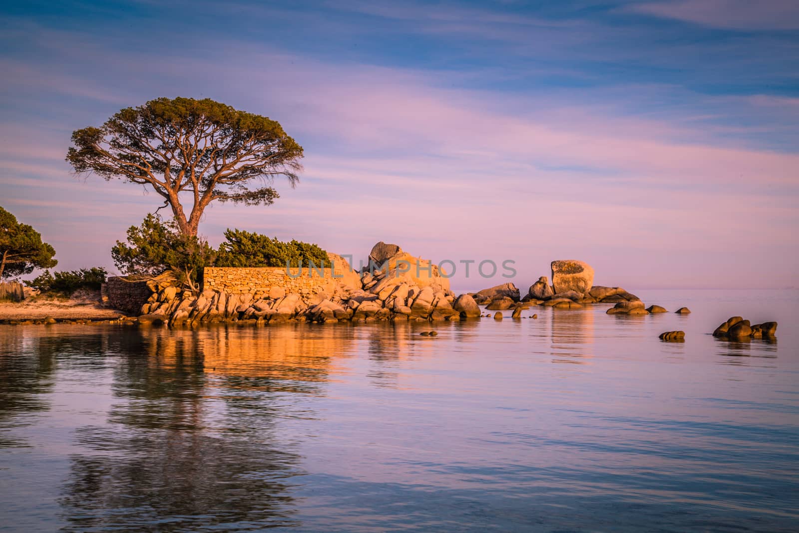 Trees and rocks at the beach of Palombaggia, the most famous beach of Corsica