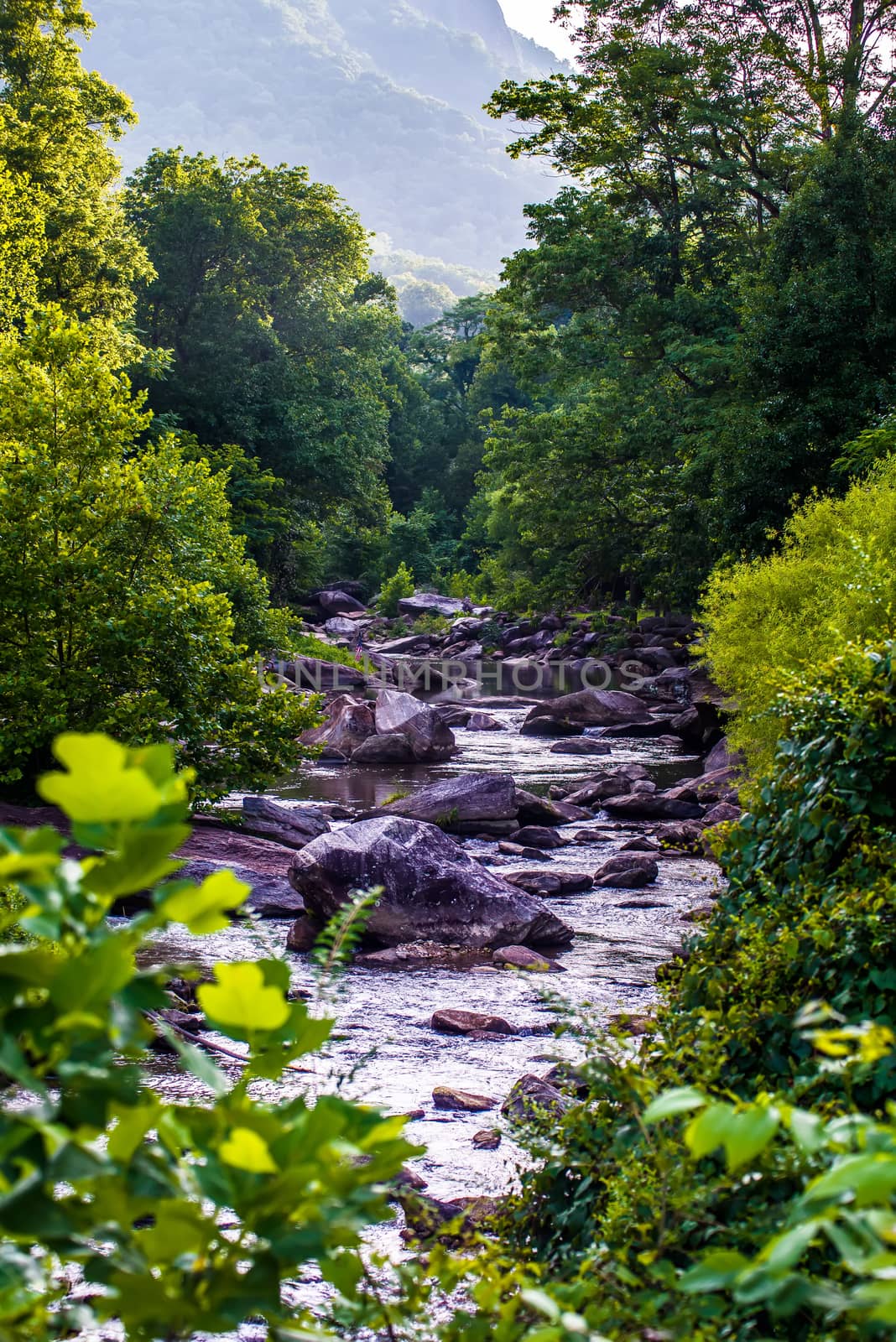 broad river flowing through wooded forest by digidreamgrafix