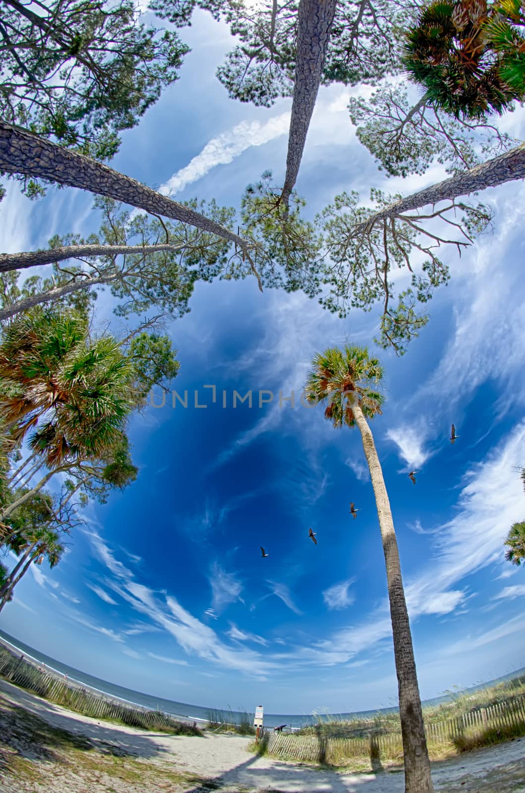 beach scenes at hunting island south  carolina