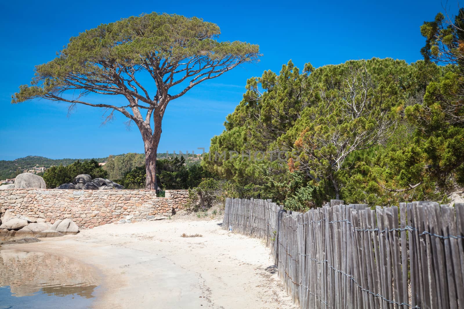 Trees and rocks at the beach of Palombaggia, the most famous beach of Corsica