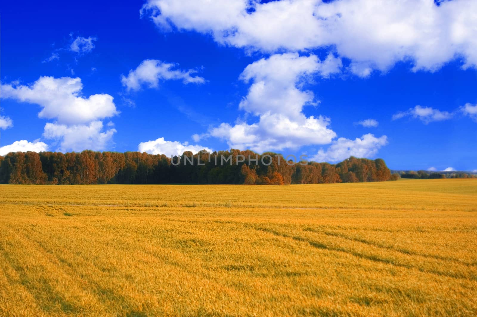 Field conceptual image. Field in fall.