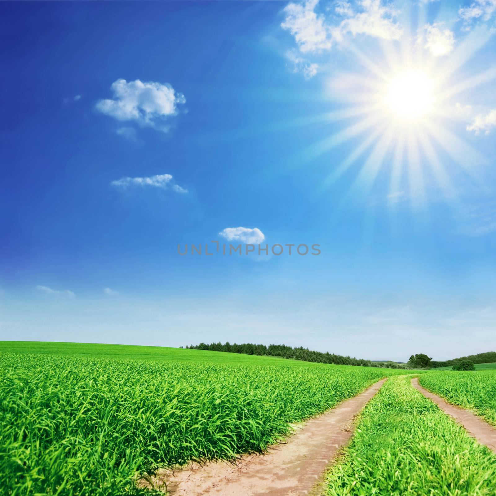 Rural landscape. Bright sun over the green field at summer.