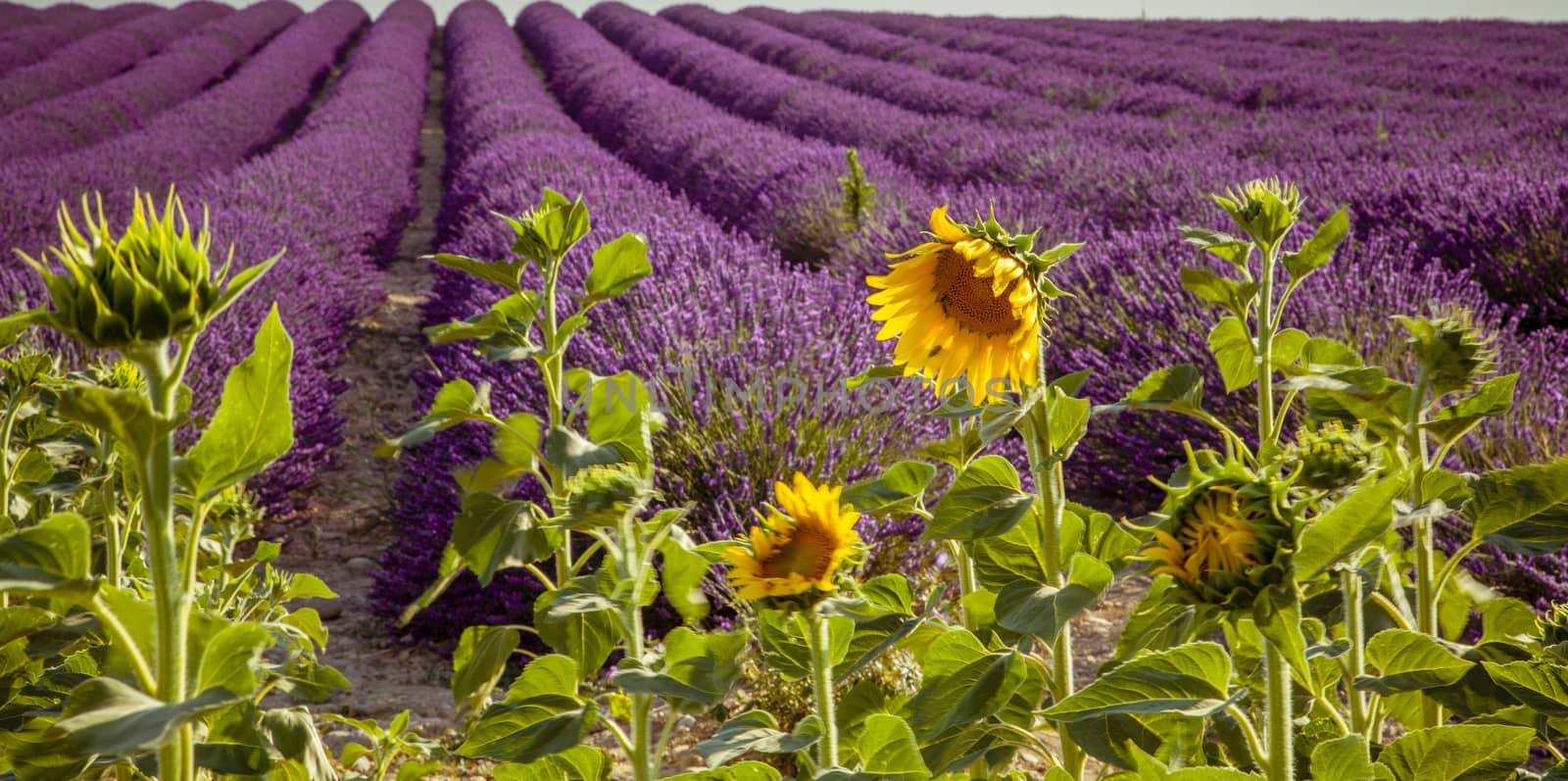 Field of Lavender  with sunflowers