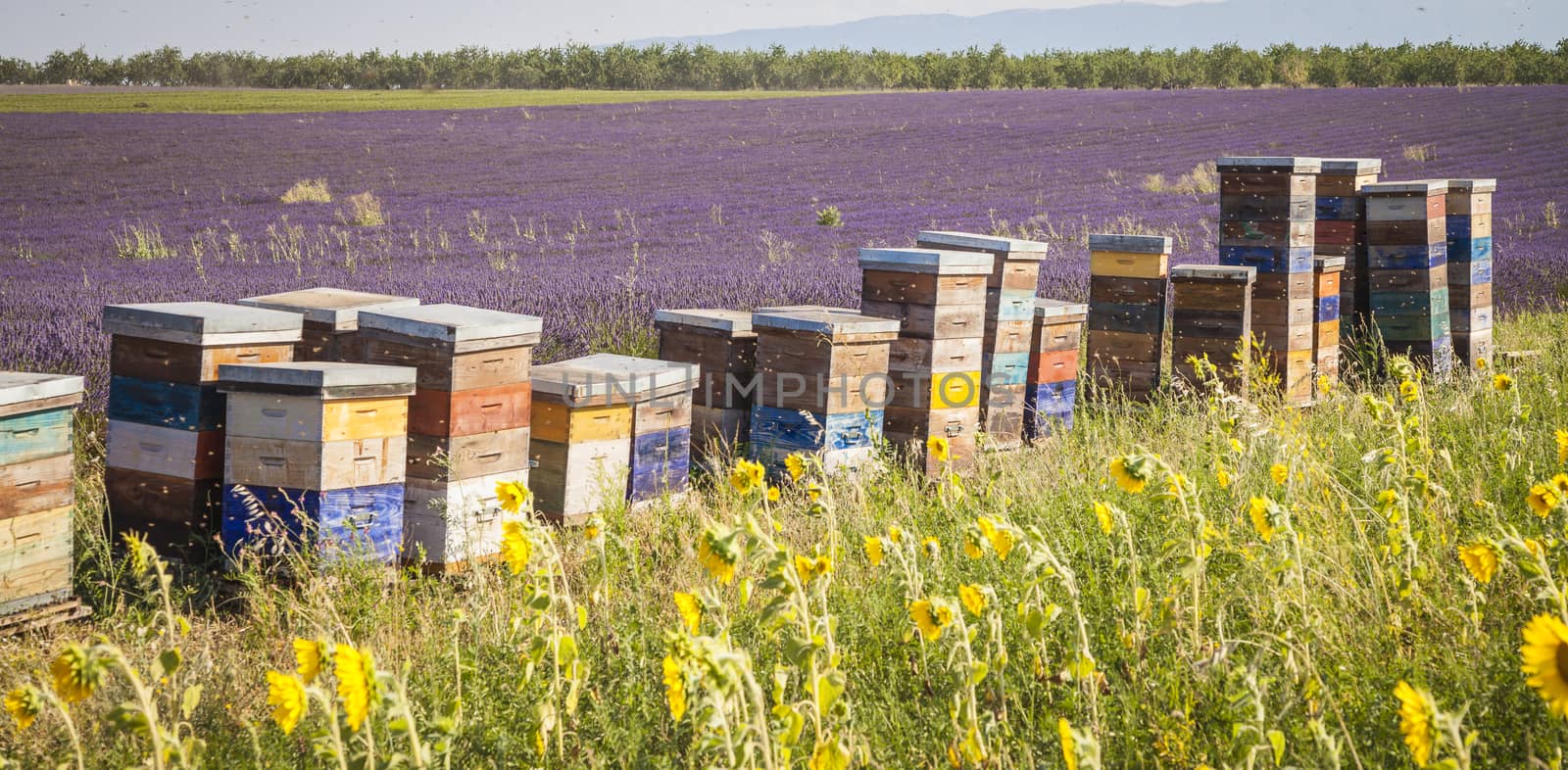 Beehives to produce lavender honey next to a lavender field