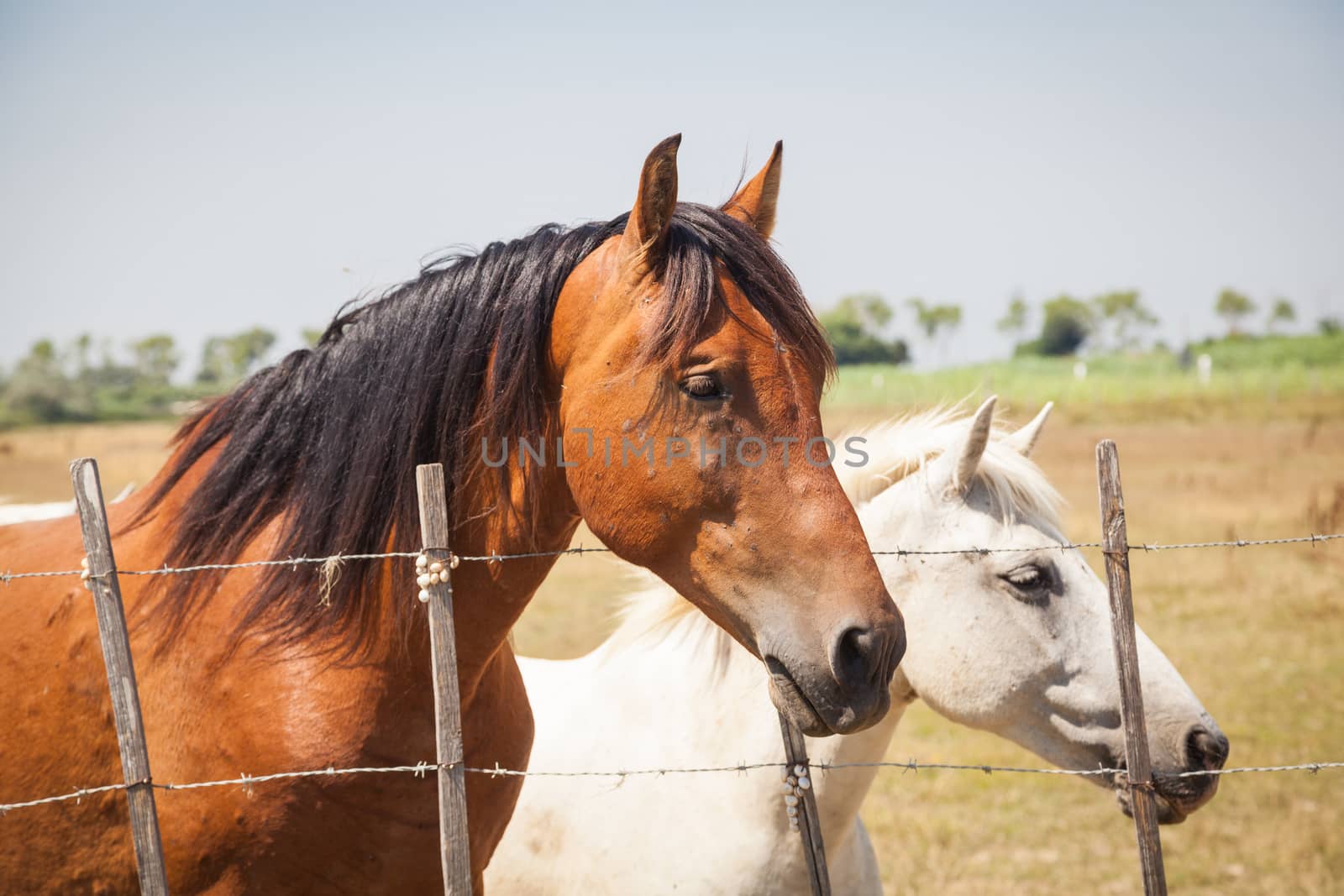 The famous horses  of the Camargue in France