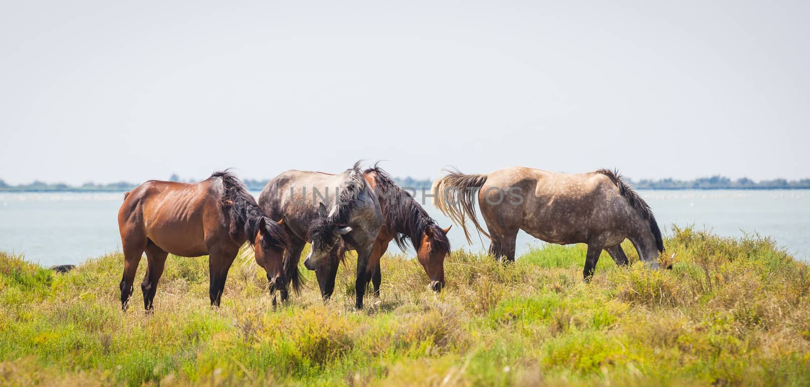 The famous horses  of the Camargue in France