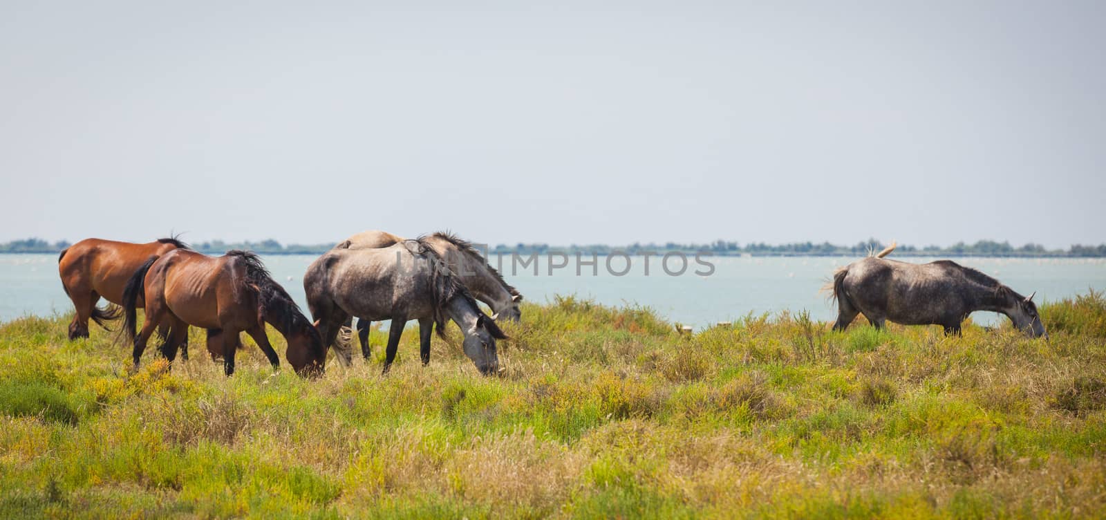 The famous horses  of the Camargue in France