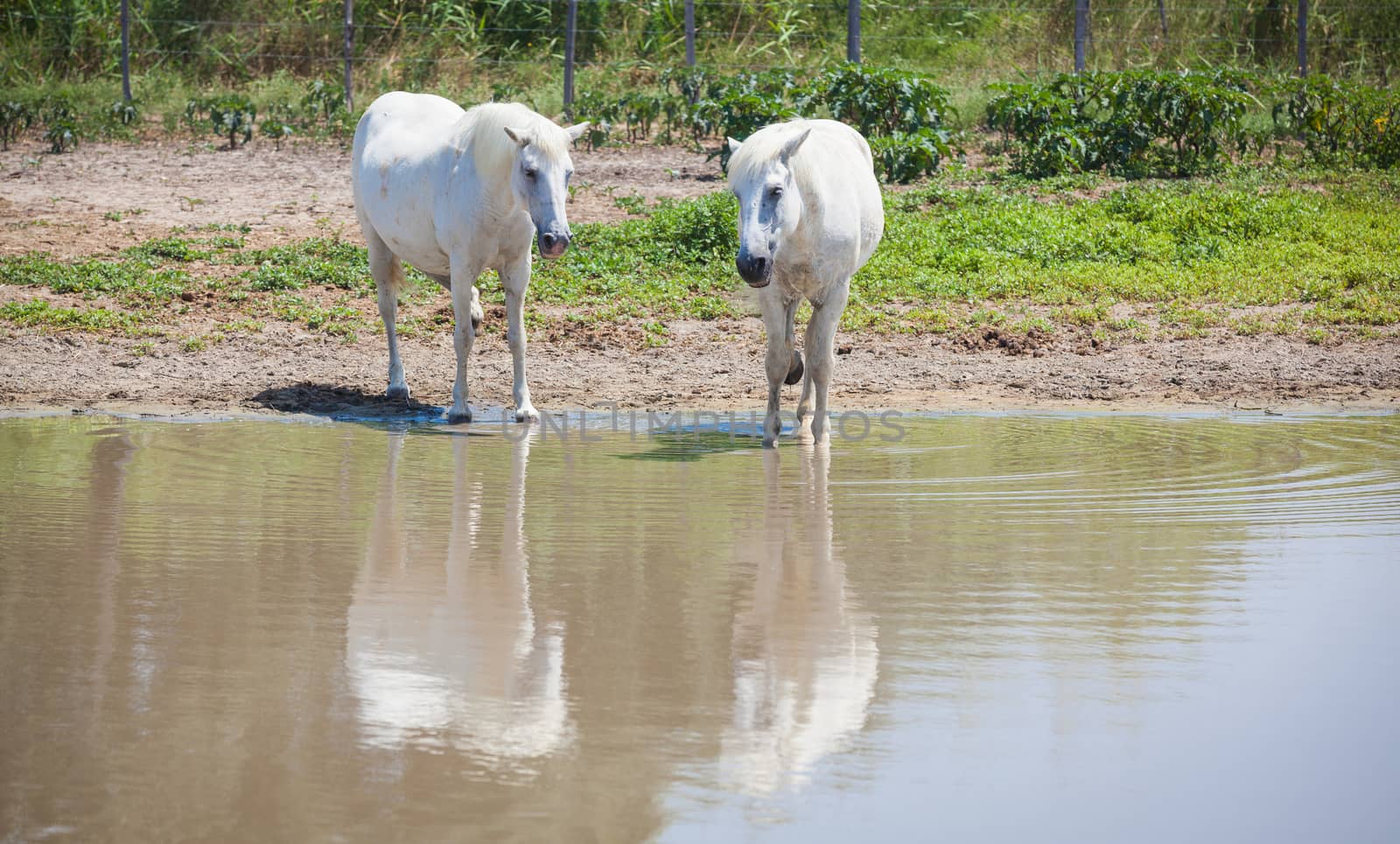 The famous horses  of the Camargue in France