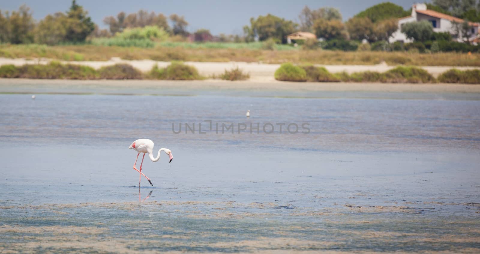 Flamingos in the water of the Camargue in France