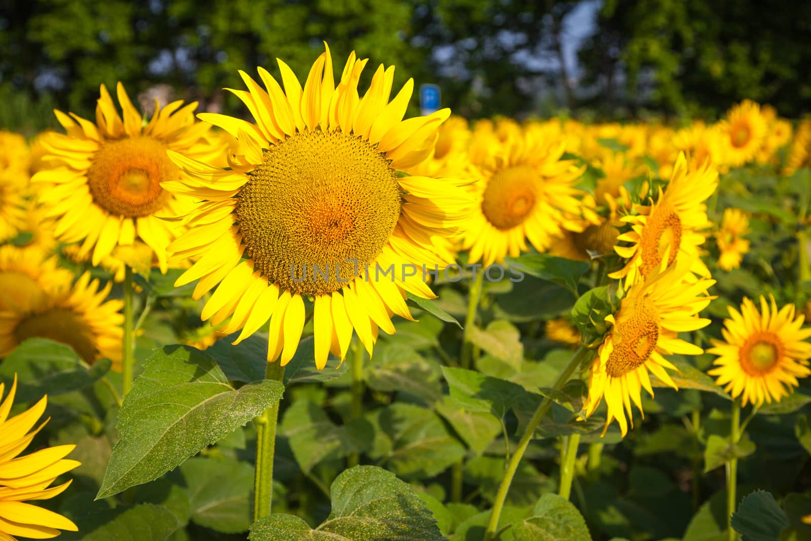 Blooming sunflower fields in Provence, France