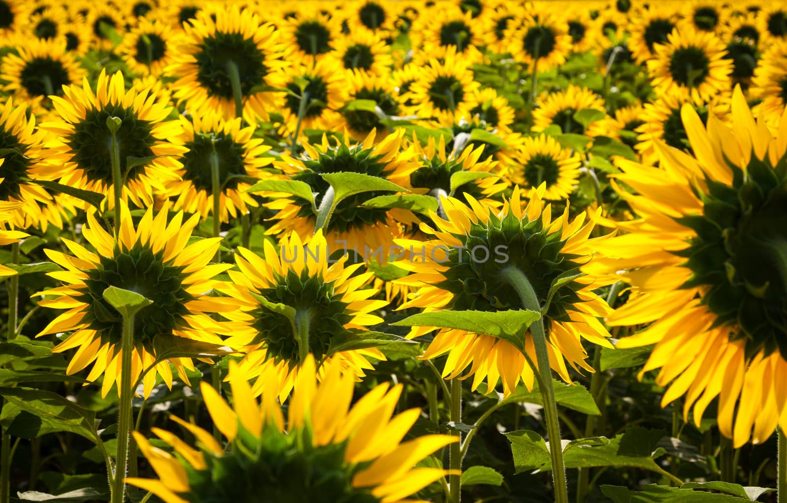 Blooming sunflower fields in Provence, France