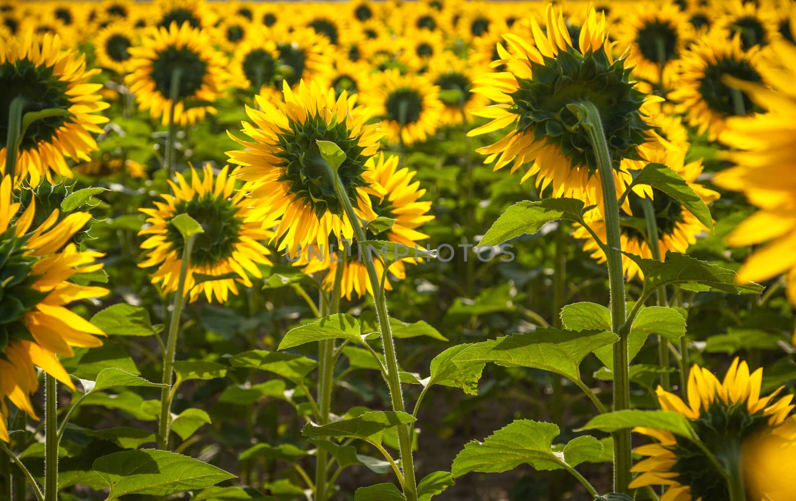 Blooming sunflower fields in Provence, France