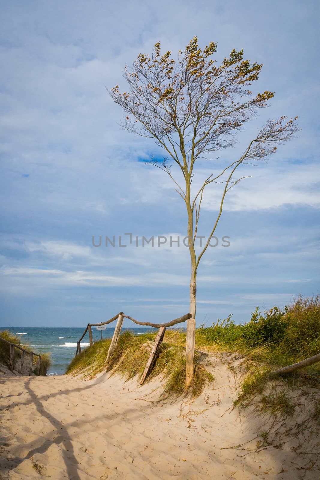 Trees on the west beach of Darß on the Baltic Sea