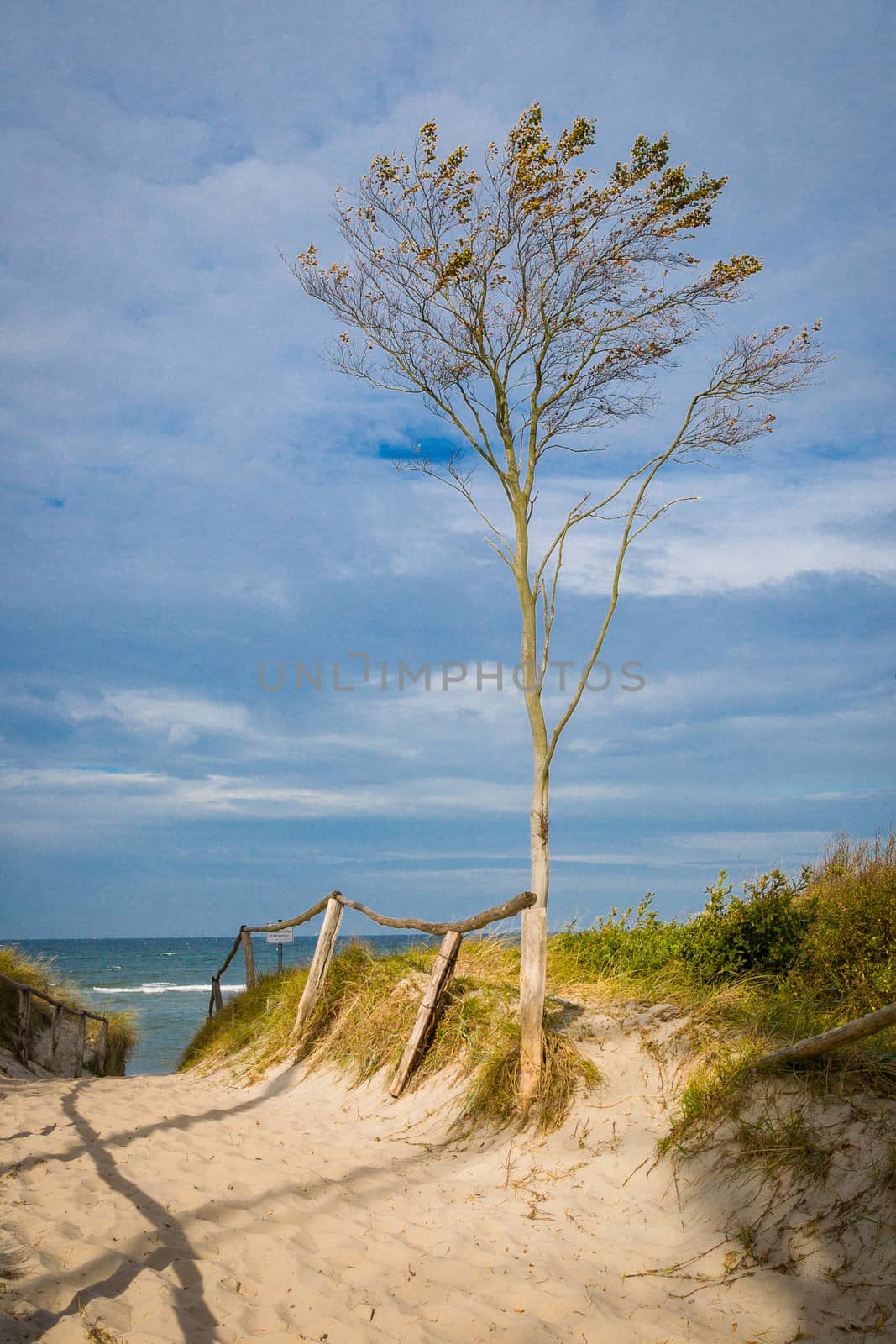 Trees on the west beach of Darß on the Baltic Sea