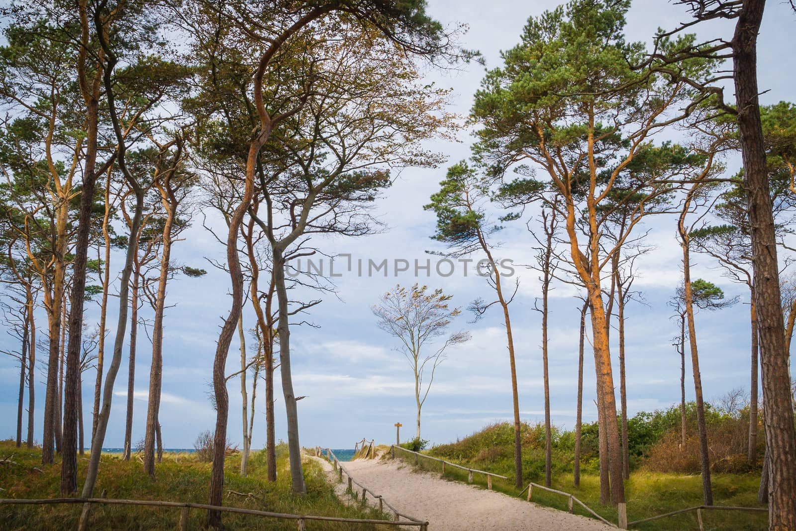 Trees on the west beach of Darß on the Baltic Sea