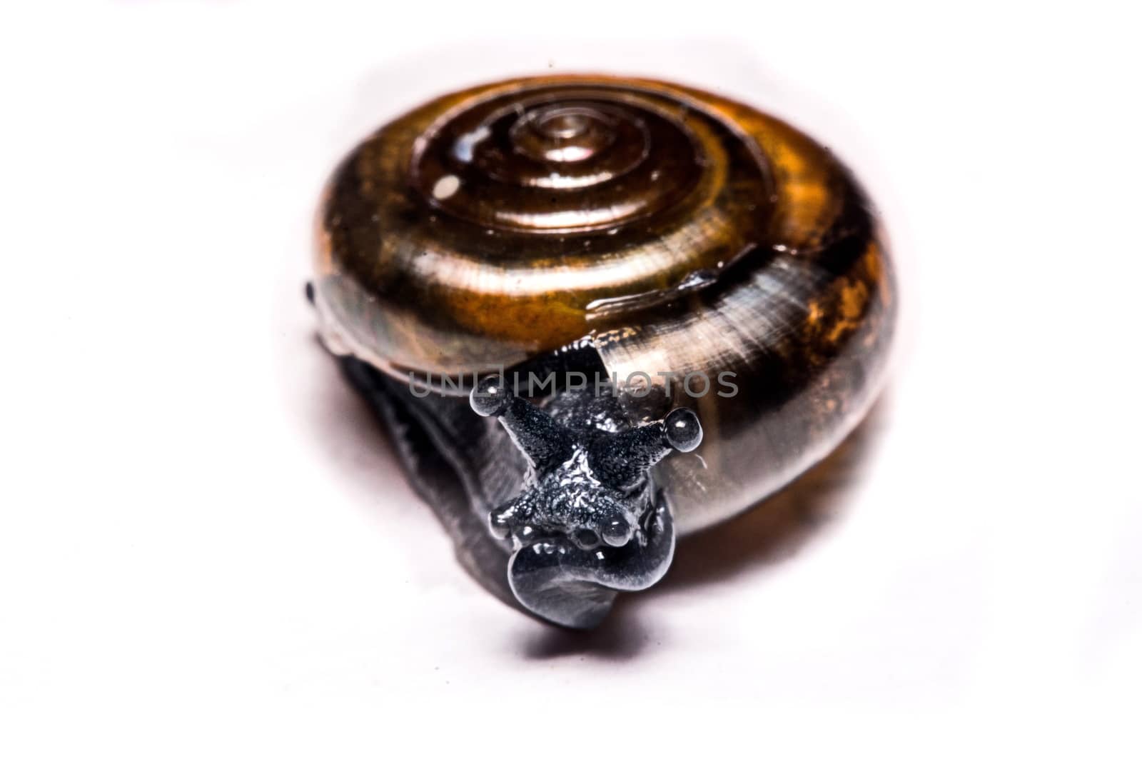 Macro , Garden close up snail on white background