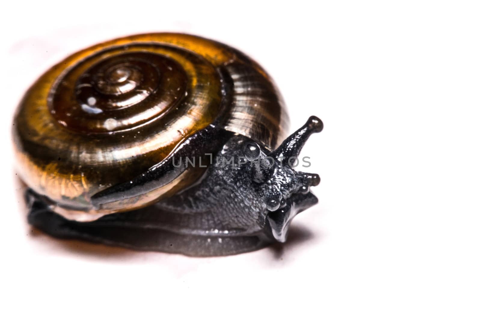 Macro , Garden close up snail on white background