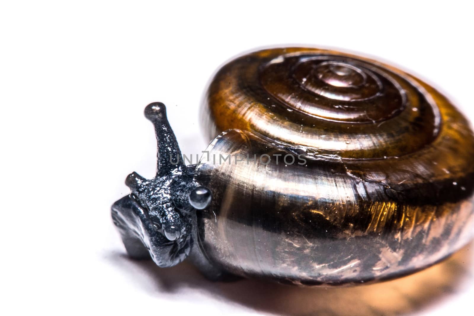 Macro , Garden close up snail on white background