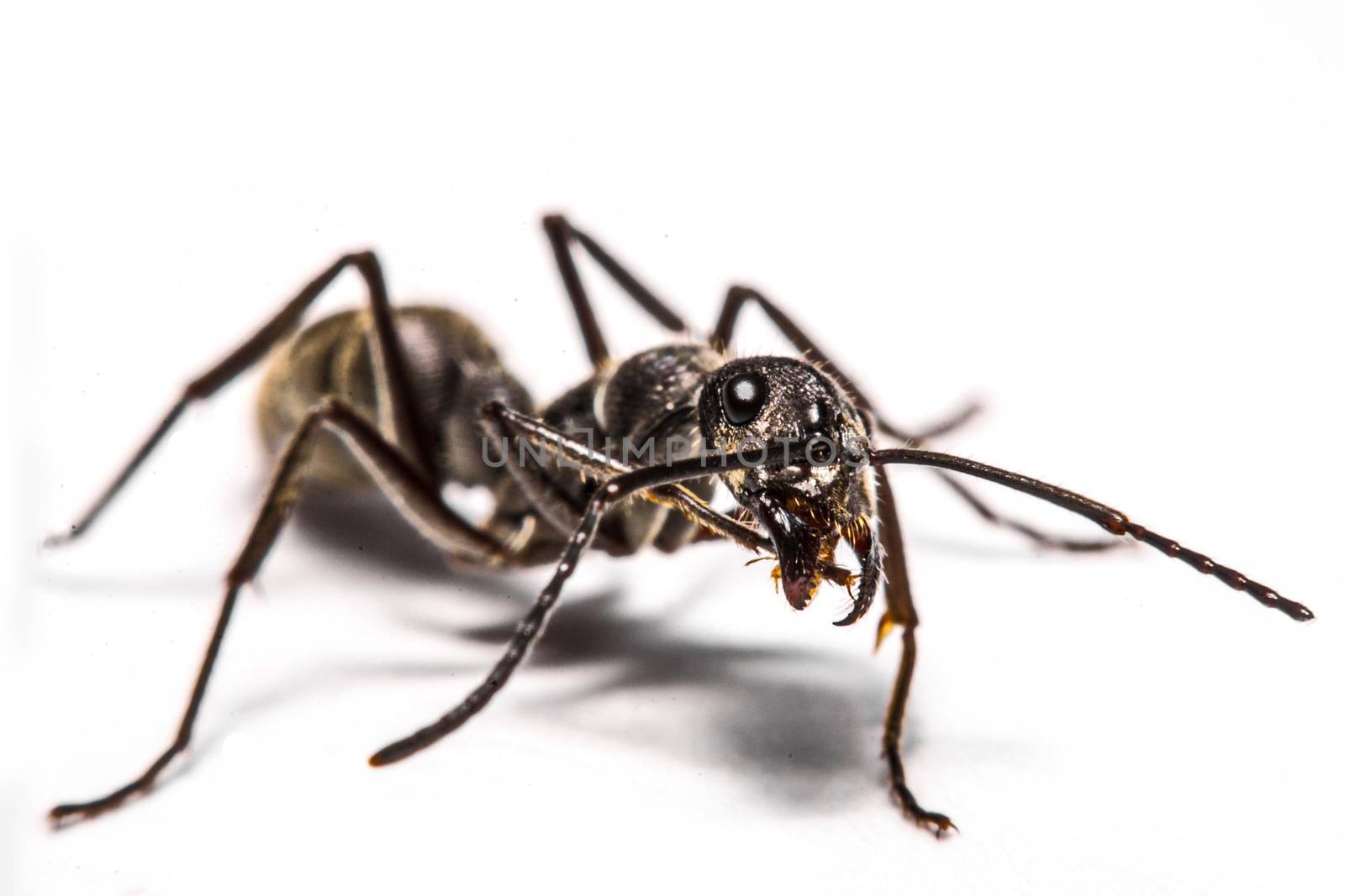 closeup of ants on a white background